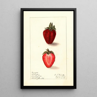 Fragaria Heritage - Ellen Isham Schutt — framed artwork on a wall