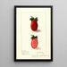 Fragaria Kevitts Wonder - Ellen Isham Schutt | Painting — framed artwork on a wall
