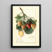 M Fragaria - Ellen Isham Schutt — framed artwork on a wall