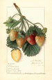 M Fragaria - Ellen Isham Schutt — artwork view