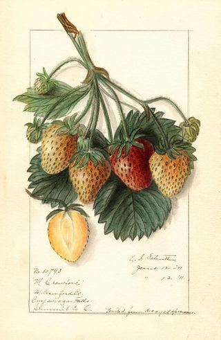 M Fragaria - Ellen Isham Schutt — artwork view
