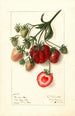 Fragaria Pocahontas - Ellen Isham Schutt — artwork view