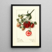 Fragaria Pocahontas - Ellen Isham Schutt — framed artwork on a wall