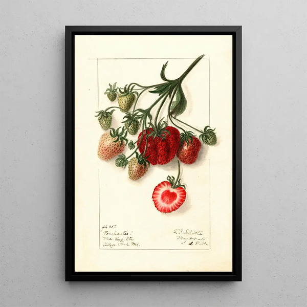 Fragaria Pocahontas - Ellen Isham Schutt — framed artwork on a wall