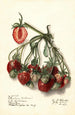 Fragaria Ryckman - Ellen Isham Schutt — artwork view