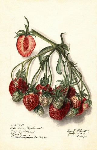 Fragaria Ryckman - Ellen Isham Schutt — artwork view