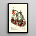Fragaria Ryckman - Ellen Isham Schutt — framed artwork on a wall