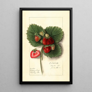 Fragaria Shipping King - Ellen Isham Schutt — framed artwork on a wall