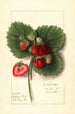 Fragaria Shipping King - Ellen Isham Schutt — artwork view