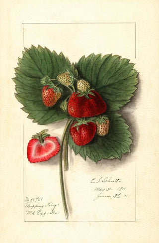 Fragaria Shipping King - Ellen Isham Schutt — artwork view