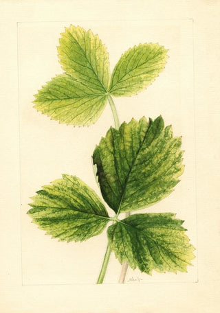 Fragaria Strawberry - Ellen Isham Schutt | Painting — artwork view
