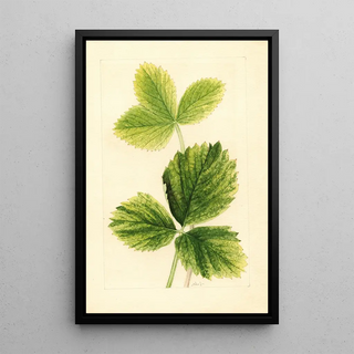 Fragaria Strawberry - Ellen Isham Schutt | Painting — framed artwork on a wall