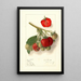 Fragaria Velvet - Ellen Isham Schutt — framed artwork on a wall