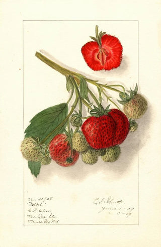 Fragaria Velvet - Ellen Isham Schutt — artwork view