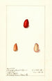 Harpephyllum caffrum - Ellen Isham Schutt — artwork view