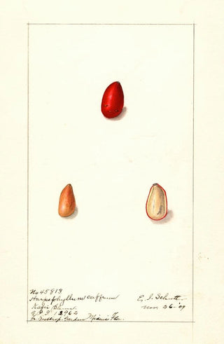 Harpephyllum caffrum - Ellen Isham Schutt — artwork view