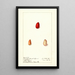 Harpephyllum caffrum - Ellen Isham Schutt — framed artwork on a wall