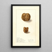 Juglans regia - Ellen Isham Schutt — framed artwork on a wall