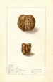 Juglans regia - Ellen Isham Schutt — artwork view