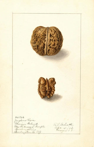 Juglans regia - Ellen Isham Schutt — artwork view