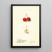 Malus Cherry Crab - Ellen Isham Schutt — framed artwork on a wall