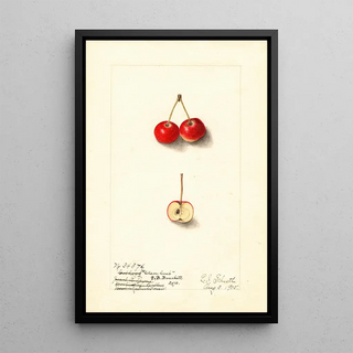 Malus Cherry Crab - Ellen Isham Schutt — framed artwork on a wall