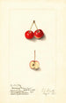Malus Cherry Crab - Ellen Isham Schutt — artwork view