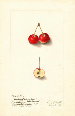 Malus Cherry Crab - Ellen Isham Schutt — artwork view