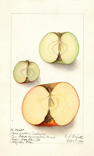 Malus domestica - Ellen Isham Schutt — artwork view