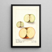 Malus domestica - Ellen Isham Schutt — framed artwork on a wall