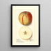 Malus domestica Baldwin - Ellen Isham Schutt | Painting — framed artwork on a wall