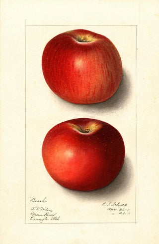 Malus domestica Beach - Ellen Isham Schutt — artwork view