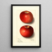 Malus domestica Beach - Ellen Isham Schutt — framed artwork on a wall