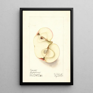 Malus domestica Bietigheimer - Ellen Isham Schutt — framed artwork on a wall
