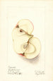 Malus domestica Bietigheimer - Ellen Isham Schutt — artwork view