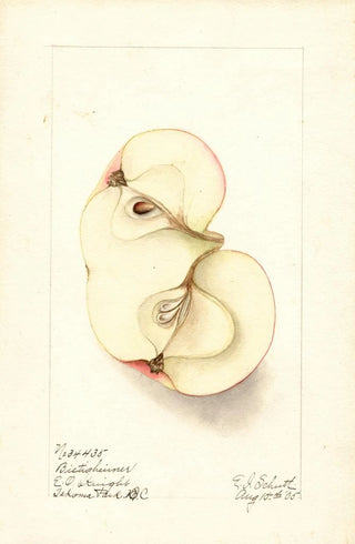 Malus domestica Bietigheimer - Ellen Isham Schutt — artwork view