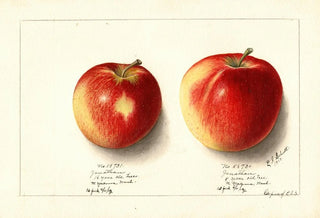 Ellen Isham Schutt - Malus domestica Jonathan.webp