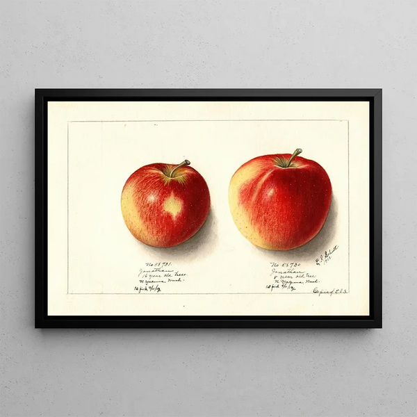 Malus domestica Jonathan - Ellen Isham Schutt — framed artwork on a wall