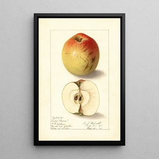 Malus domestica Lady Bryan - Ellen Isham Schutt — framed artwork on a wall