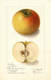 Malus domestica Landsberg - Ellen Isham Schutt — artwork view