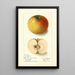 Malus domestica Landsberg - Ellen Isham Schutt — framed artwork on a wall