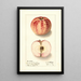 Malus domestica Liveland Raspberry - Ellen Isham Schutt — framed artwork on a wall