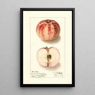 Malus domestica Liveland Raspberry - Ellen Isham Schutt — framed artwork on a wall