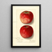 Malus domestica Missouri Pippin - Ellen Isham Schutt | Painting — framed artwork on a wall