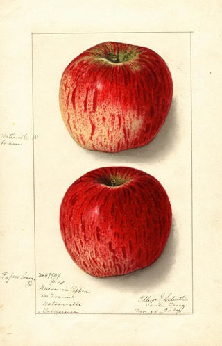 Malus domestica Missouri Pippin - Ellen Isham Schutt | Painting — artwork view