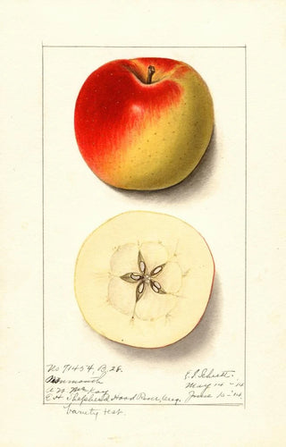 Malus domestica Monmouth - Ellen Isham Schutt — artwork view
