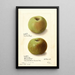 Malus domestica Rhode Island Greening - Ellen Isham Schutt — framed artwork on a wall