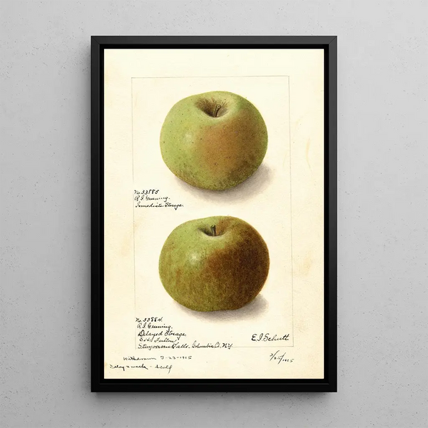 Malus domestica Rhode Island Greening - Ellen Isham Schutt — framed artwork on a wall