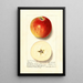 Malus domestica Rome - Ellen Isham Schutt — framed artwork on a wall