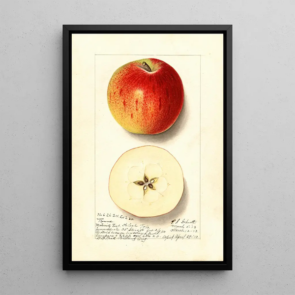 Malus domestica Rome - Ellen Isham Schutt — framed artwork on a wall
